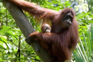 Borneo Gorillas_half width